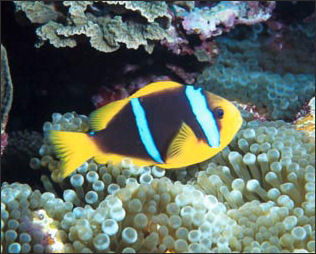 20110307-NOAA  reef fish clownfish_100.jpg